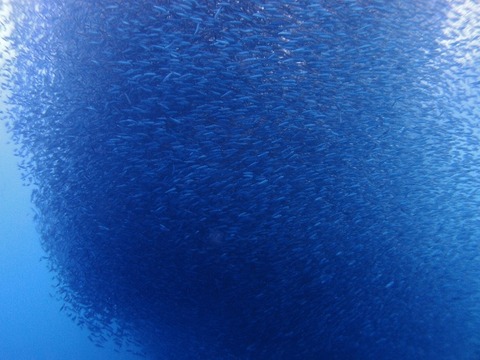 P1123072 (640x480)