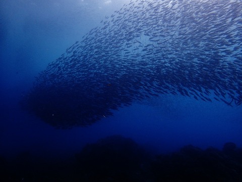 P7280005 (640x480)