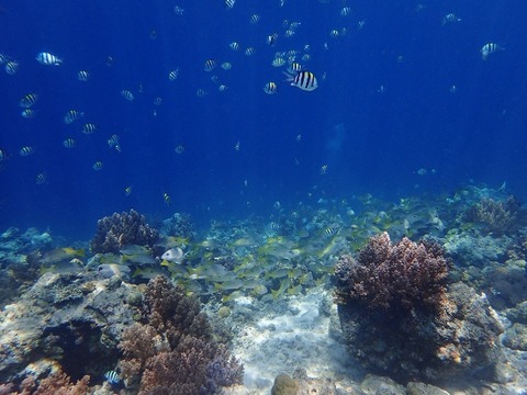PA190088 (640x480)