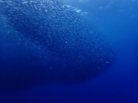 P7280003 (640x480)
