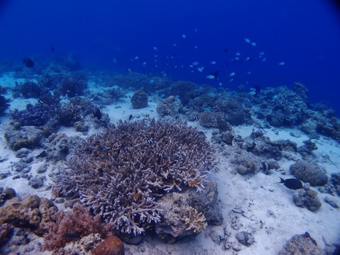 P4159830 (640x480)