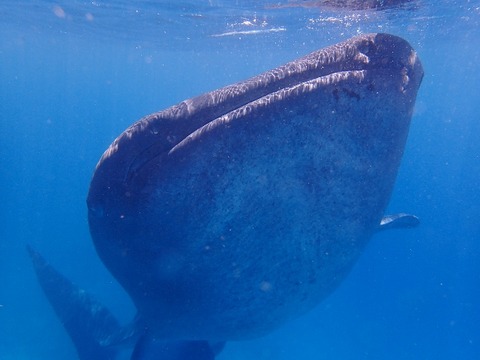 P8130194 (640x480)