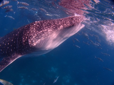 P8195068 (640x480)