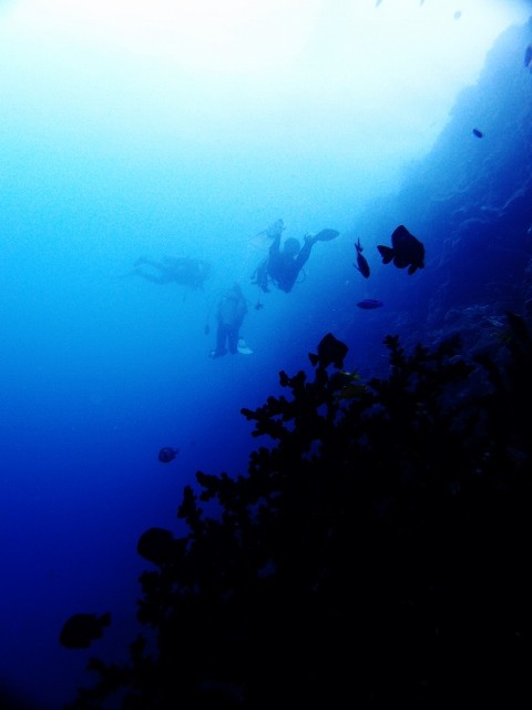 P8190120 (480x640)