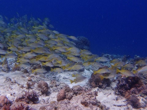 P3139312 (640x480)