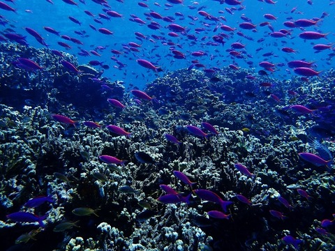 P5200044 (640x480)