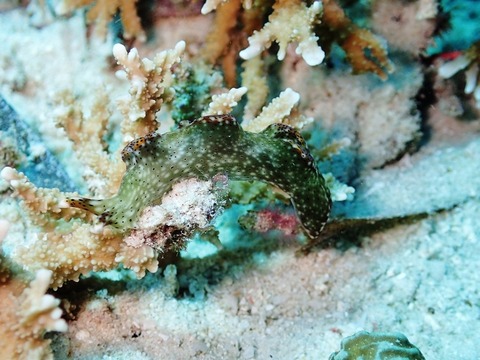 P8230061 (640x480)
