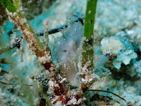 P8230203 (640x480)