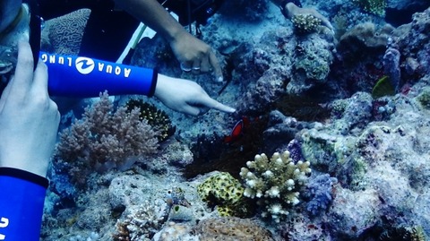 P3130252 (640x359)