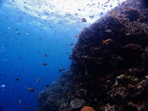 P1015380 (640x480)