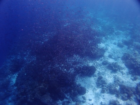 P9156356 (640x480)