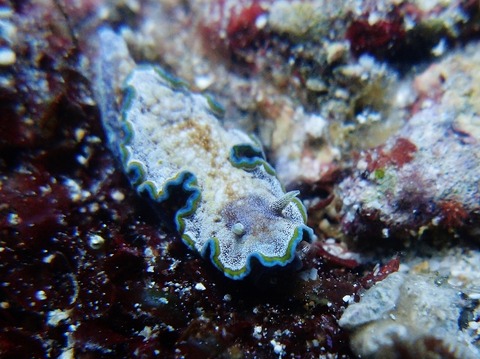 PA153985 (640x479)