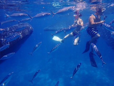 P8130246 (640x480)