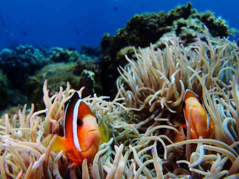 P8073839 (640x480)