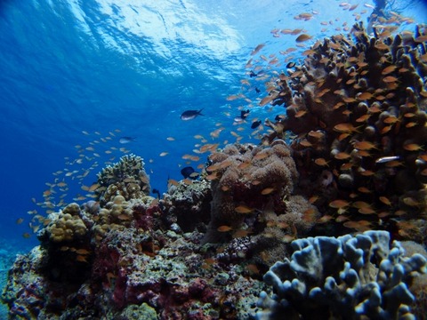 P9116202 (640x480)