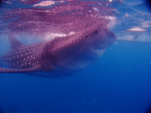 P3128908 (640x480)