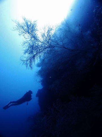 P5192666 (480x640)