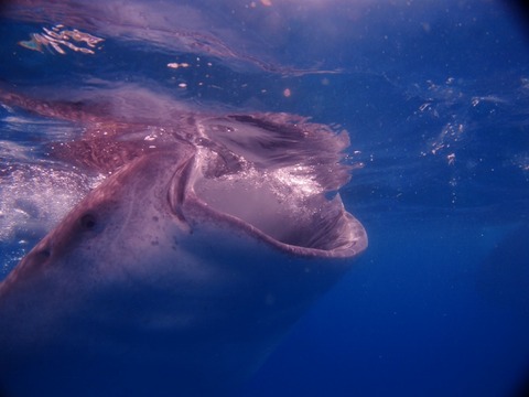 P5251330 (640x480)