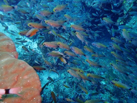 P1280061 (640x480)