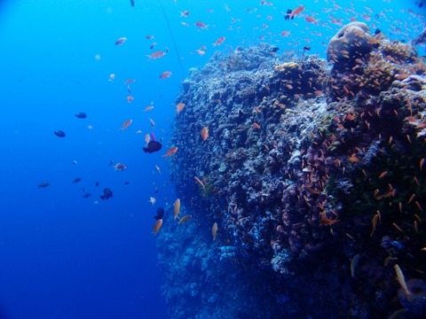 P9116227 (640x480)