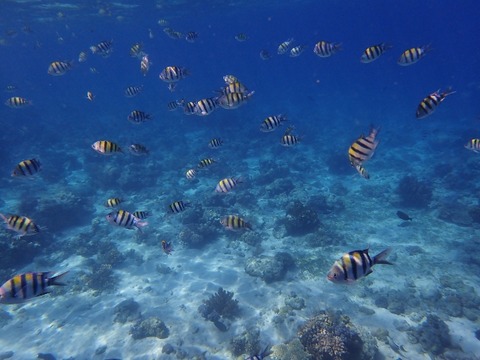 P3091871 (640x480)
