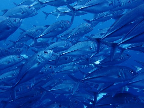 PB260302 (640x480)
