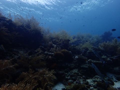 P1210023 (640x480)