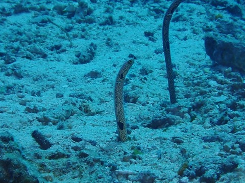 P1280065 (640x480)