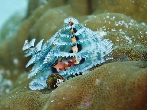 PC080062 (640x480)