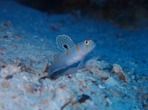 P8285521 (640x479)