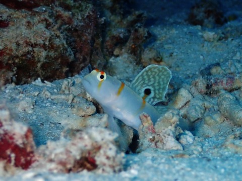 P6030084 (640x480)