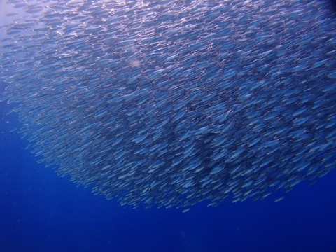 P8073815 (640x480)