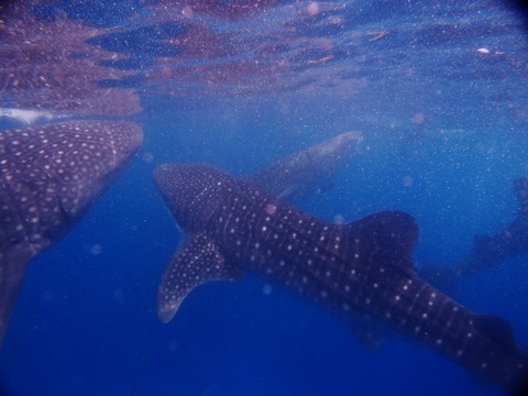 P5251249 (640x480)