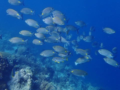 P3150057 (640x480)