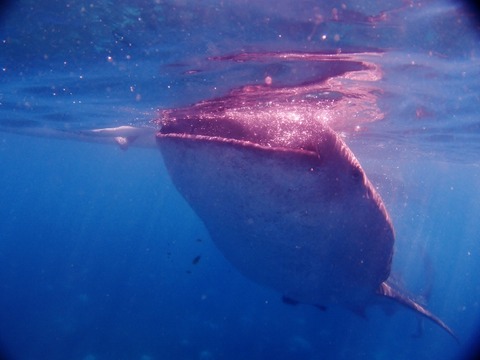 P1011559 (640x480)