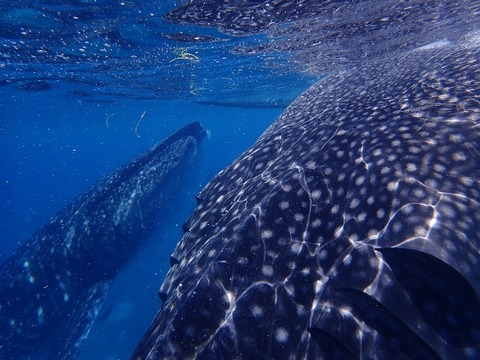 P8130279 (640x480)