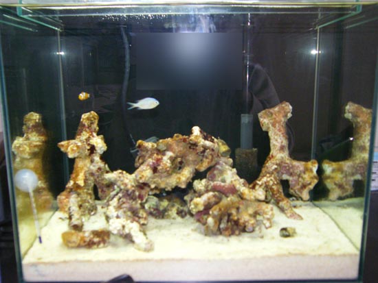 Fish1