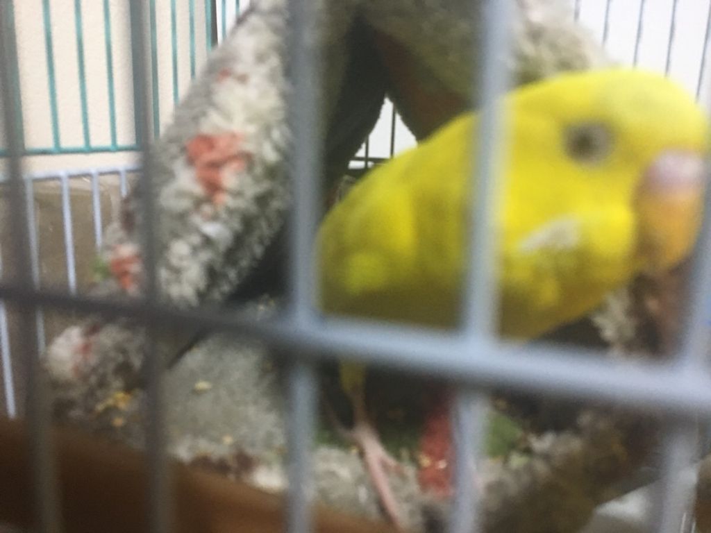 f:id:freedomyome:20171130235001j:plain f:id:freedomyome:20171130235001j:plain