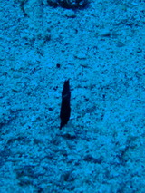 OI000269