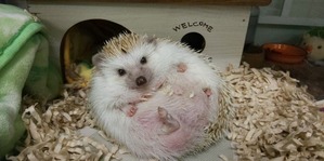 かわいい顔しているけどじつは起きれない78