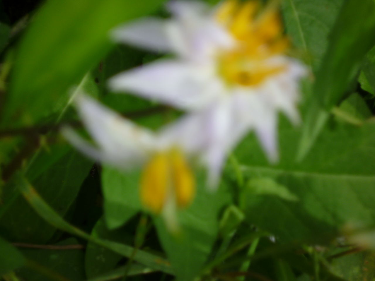 P1070595