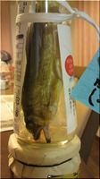 ayu-1