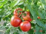 685a689f.JPG