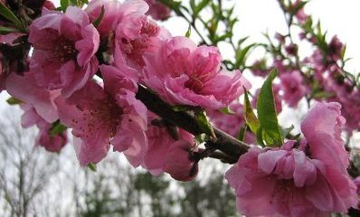 �Х���Υ����饫����Υ������ϥʥϥ襷�Υ˥��饷�ե�
