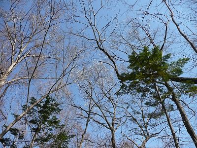 フクジュソウの山 (5)