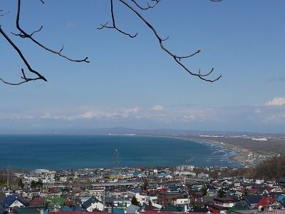 フクジュソウの山 (1)