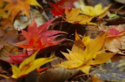 紅葉穂別 (1)