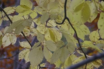 IMGP0044