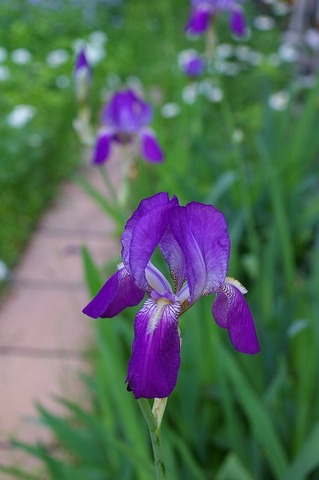 IMGP0017