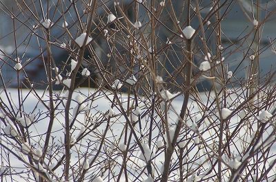 雪の花